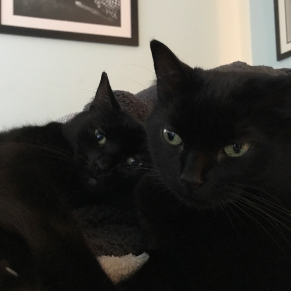 Meet your Posher, KC - Picture 5 of 6